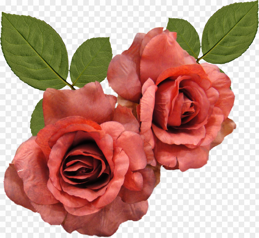 Rose Petals Flower Clip Art PNG