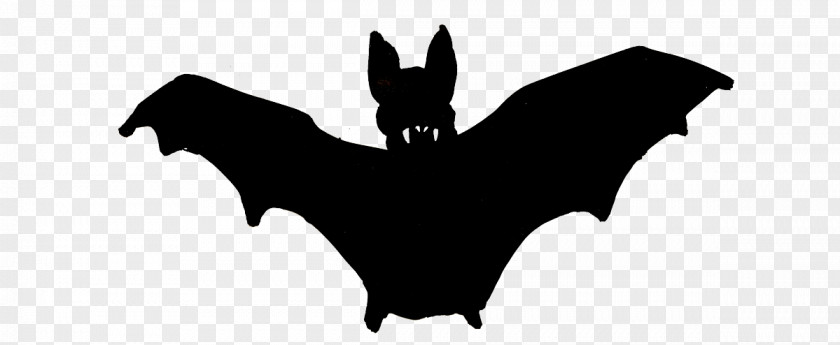Vampire Bat Pictures Silhouette Clip Art PNG