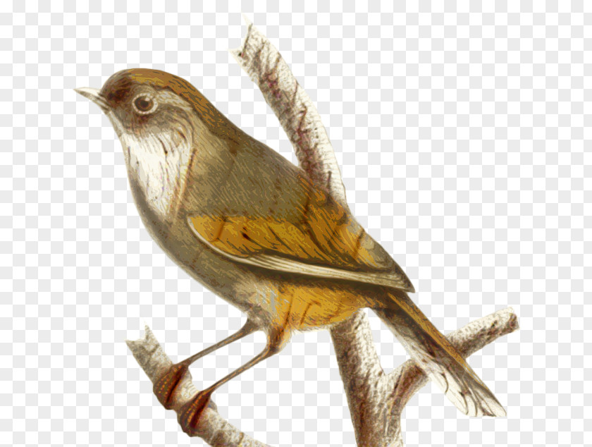 Carolina Wren Pine Siskin Mockingbird Drawing PNG