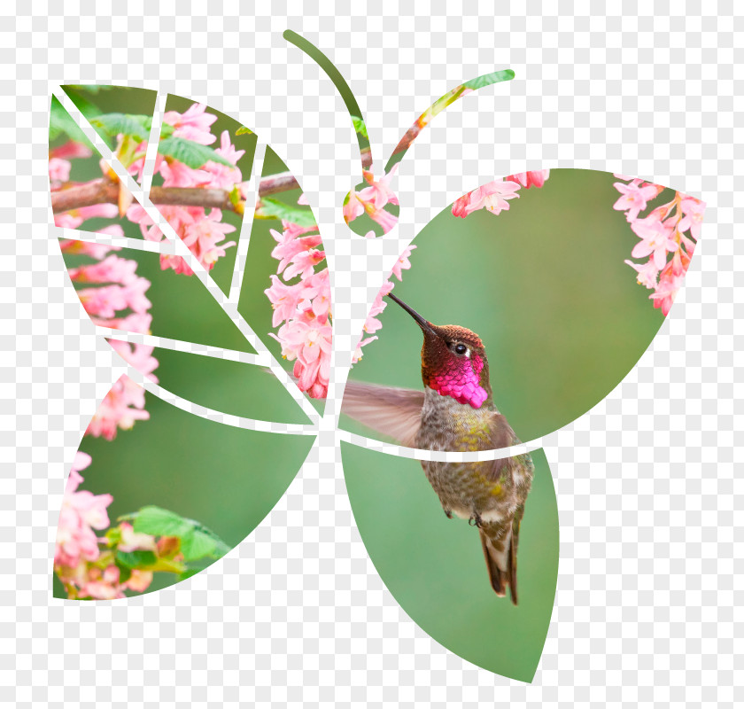 Hummingbird Butterfly Canada Insect Stewardship PNG