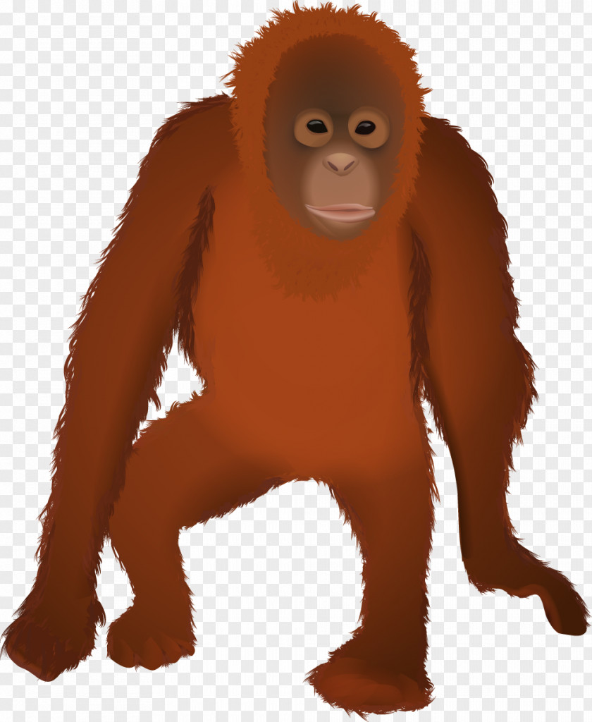 Orangutan Gorilla Primate Monkey Animal PNG