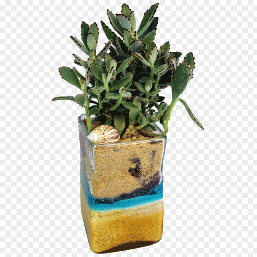 Succulent Flowerpot Plant Garden Floristry PNG