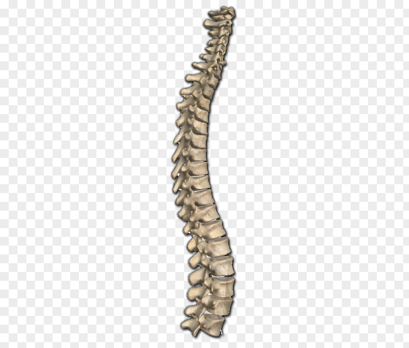 Vertebral Column Bone Anatomy Human Body Neck PNG