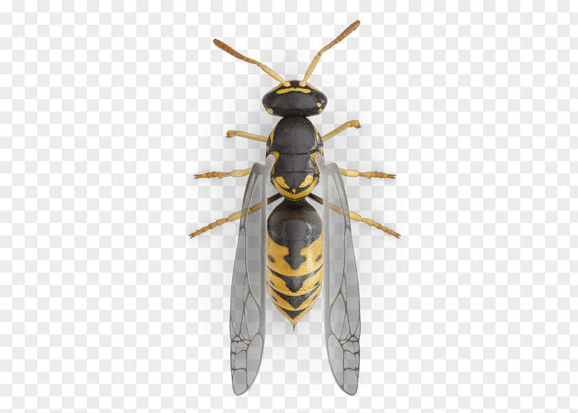 Yellowjacket Western Honey Bee Hornet Characteristics Of Common Wasps And Bees PNG