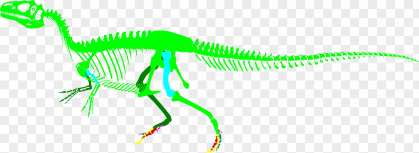 Complete Triceratops Skeleton Allosaurus Saurophaganax Big Al Dinosaur Velociraptor PNG