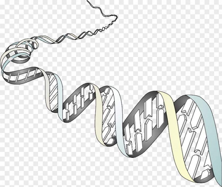 Genetica Genetics Organism Cell Phenotype Chromosome PNG