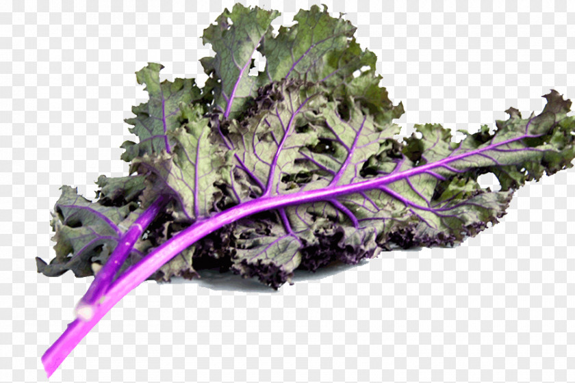 Kale Leaf Vegetable Spring Greens Rapini PNG