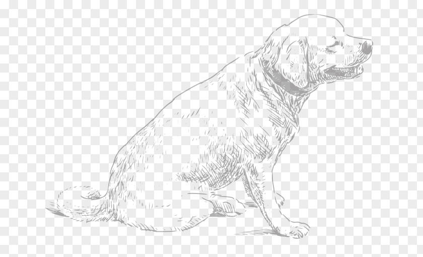 Puppy Dog Breed Retriever Sporting Group Companion PNG