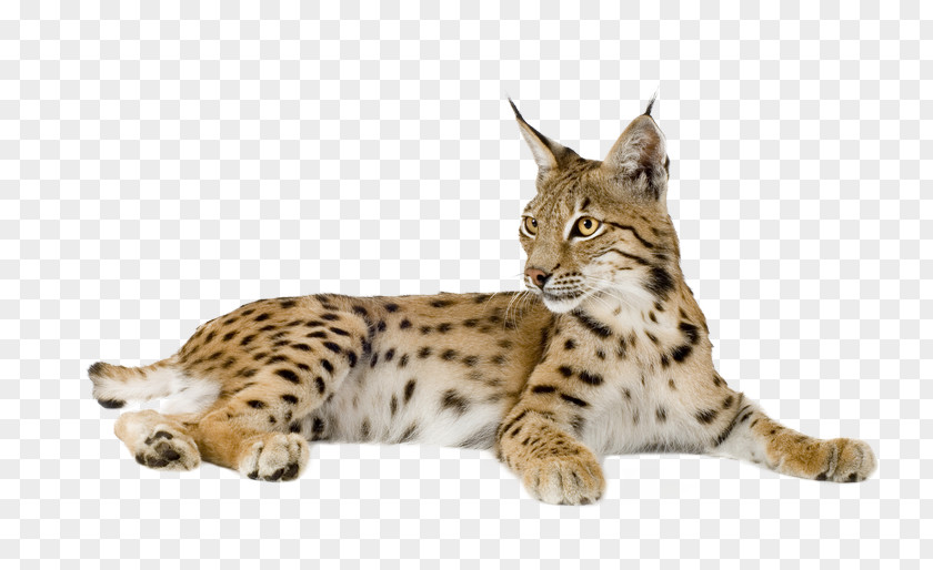 Spotted Cat Felidae Bobcat Wildcat Caracal Stock Photography PNG