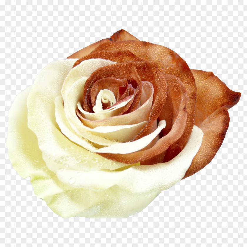 Toffees Garden Roses Cabbage Rose Cut Flowers Hand Petal PNG