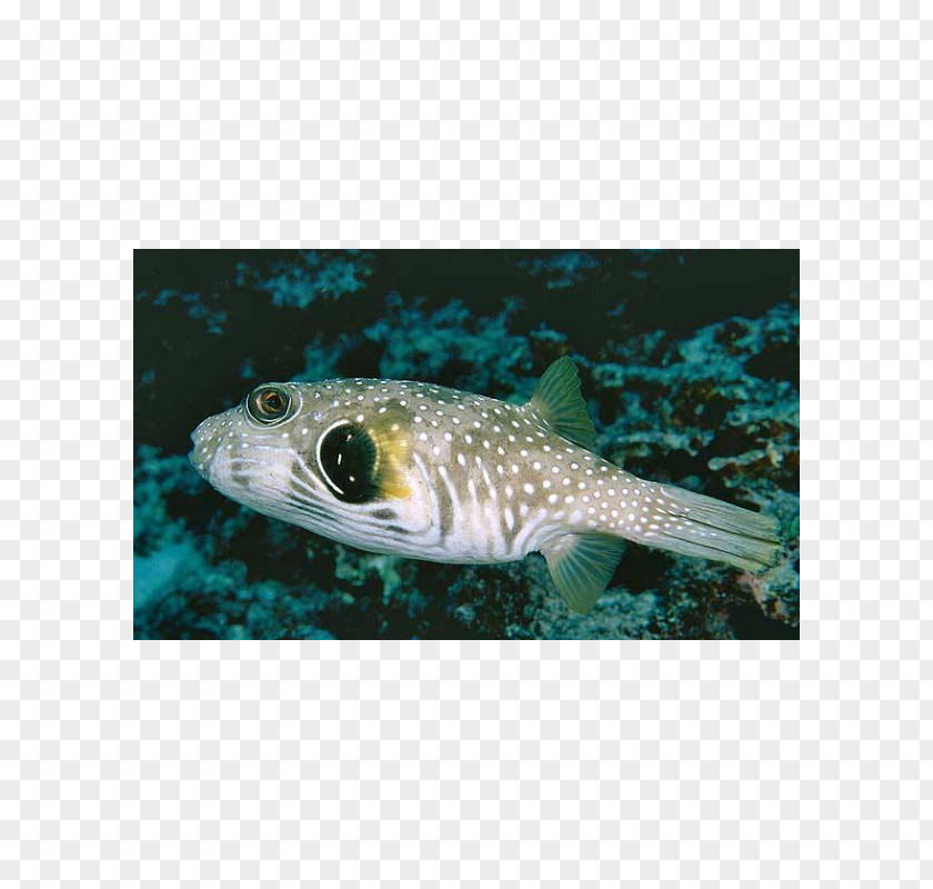 Whitespotted Puffer Pufferfish Fugu White-spotted Marine Biology Fauna PNG