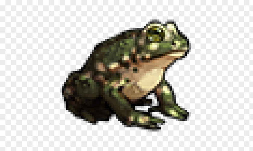 Frog American Bullfrog True Toad Tree PNG