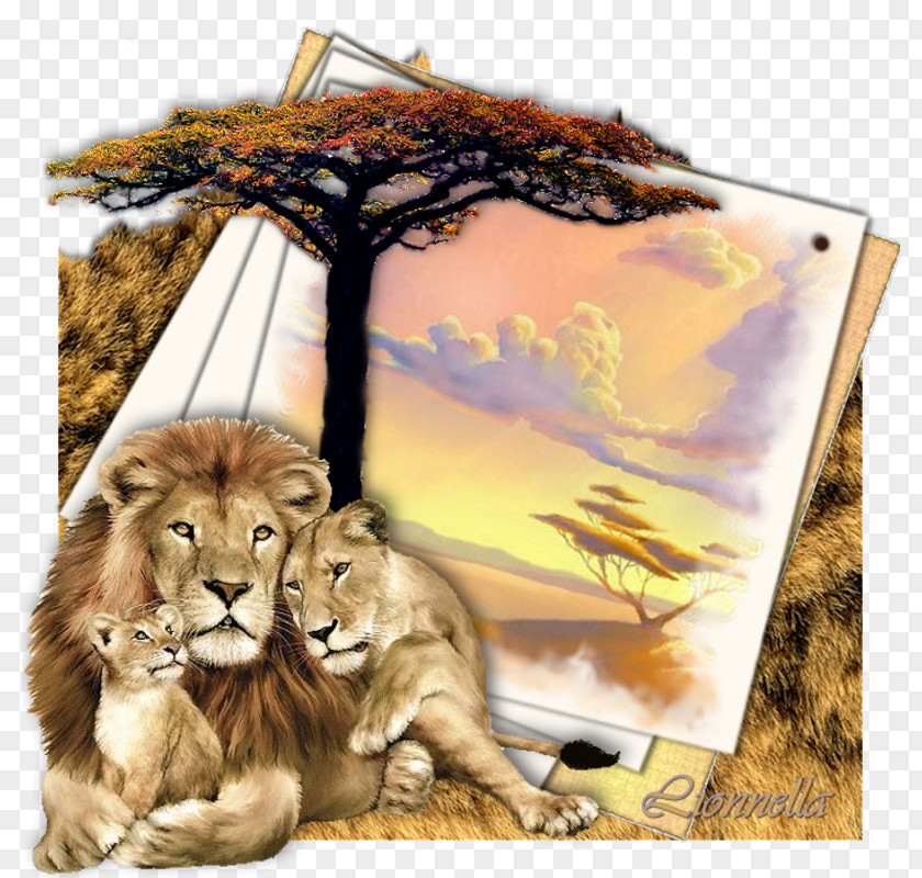 Lion Family Tiger Felidae Cat PNG