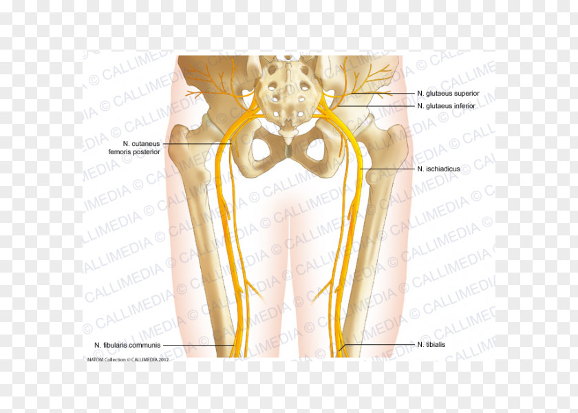 Pelvis Nerve Bone Human Anatomy PNG