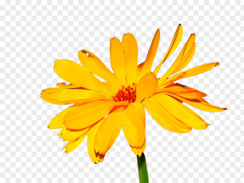 Perennial Plant Gerbera Blossom Flower PNG