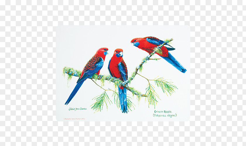 Bird Place Mats Macaw Cork Australia PNG