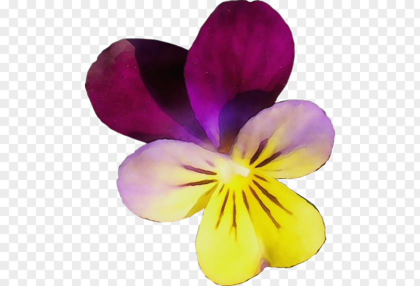 Viola Violet Family Flowering Plant Petal Flower Purple PNG