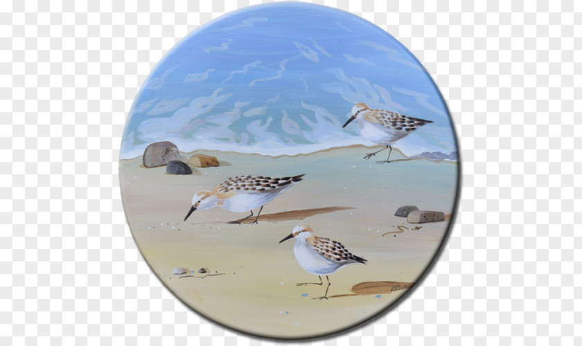 Watercolor Bird Sandpiper Painting Oil Paint PNG