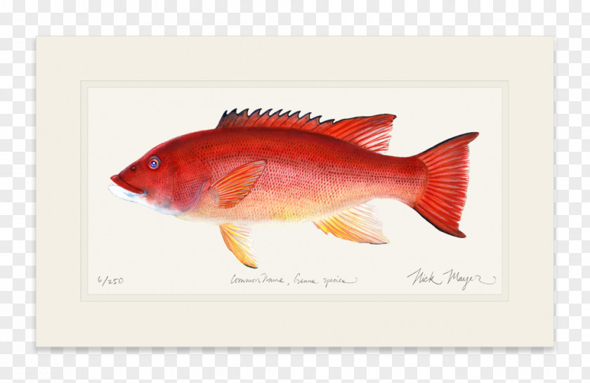 California Sheephead Northern Red Snapper Fish Products PNG