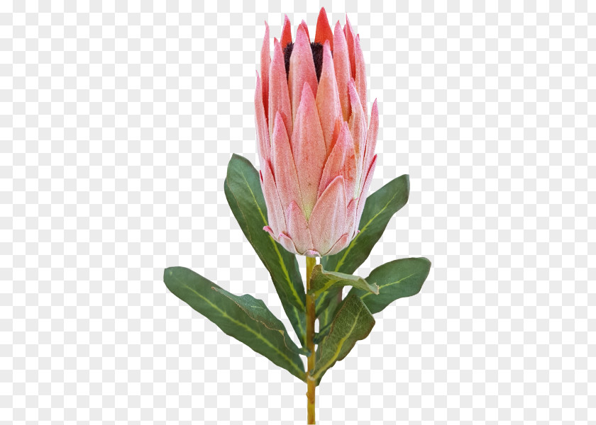 Flower King Protea Cut Flowers Sugarbushes Bud PNG