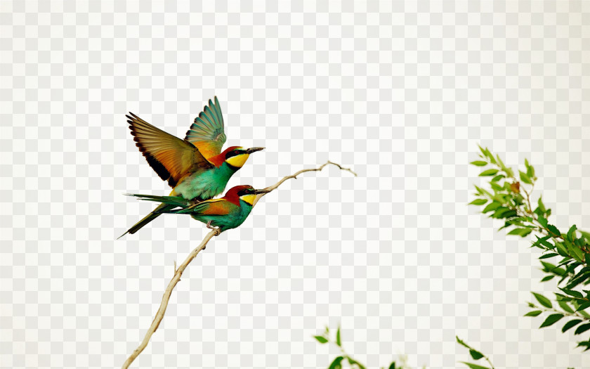 Graffiti Hummingbird European Bee-eater Wallpaper PNG