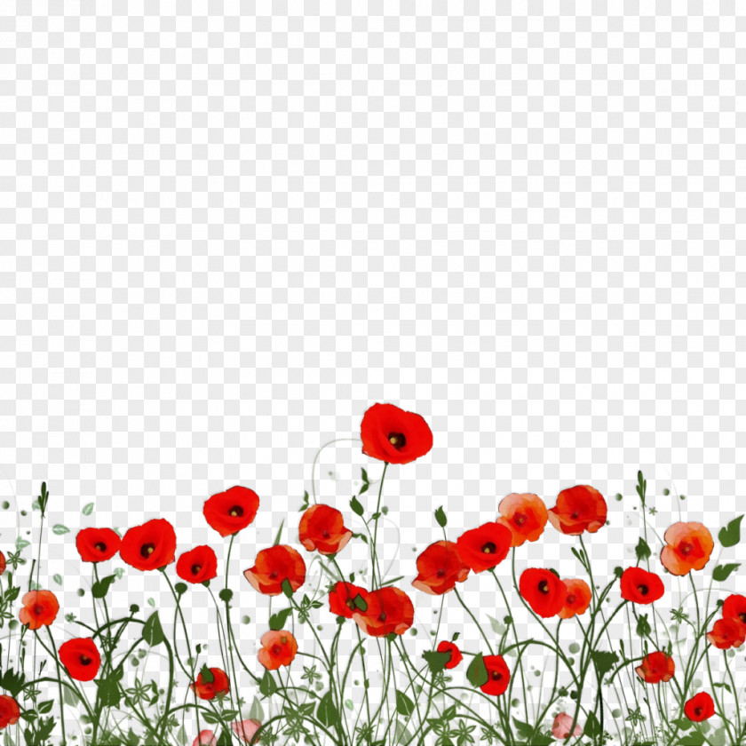 Meadow Corn Poppy Flower Coquelicot Red Plant Wildflower PNG