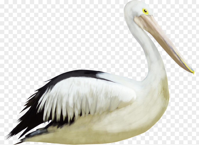 Crane Pelican Bird Heron PNG
