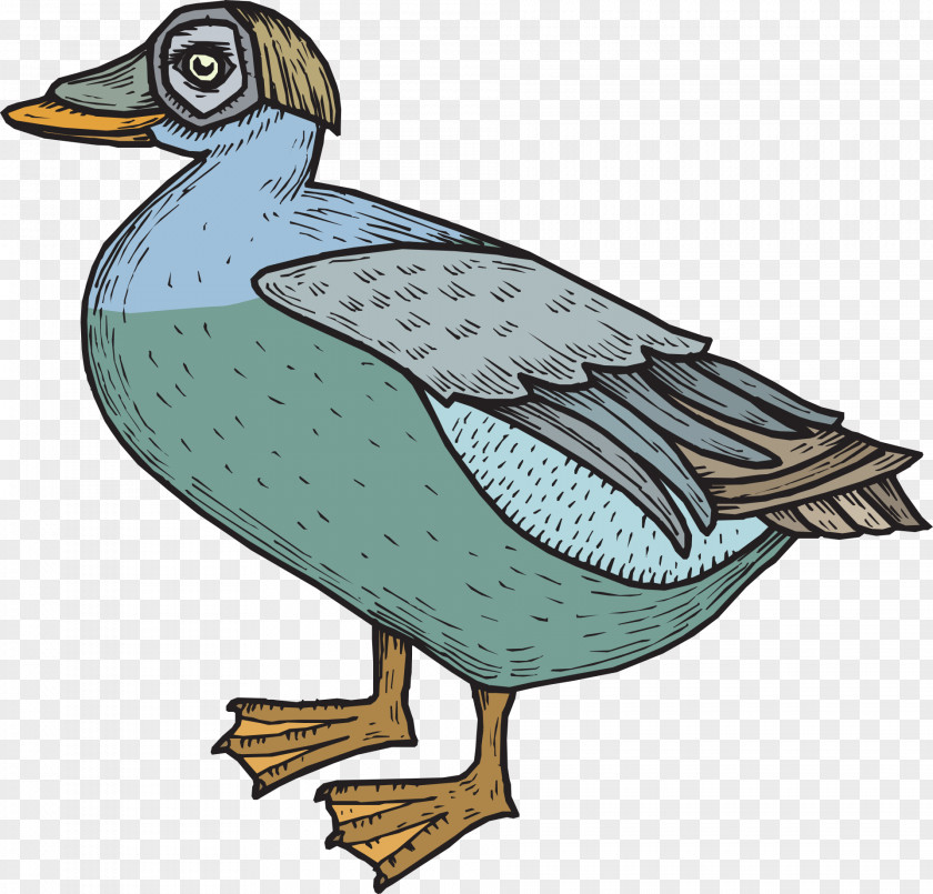Donald Duck Bird Goose Mallard Feather PNG