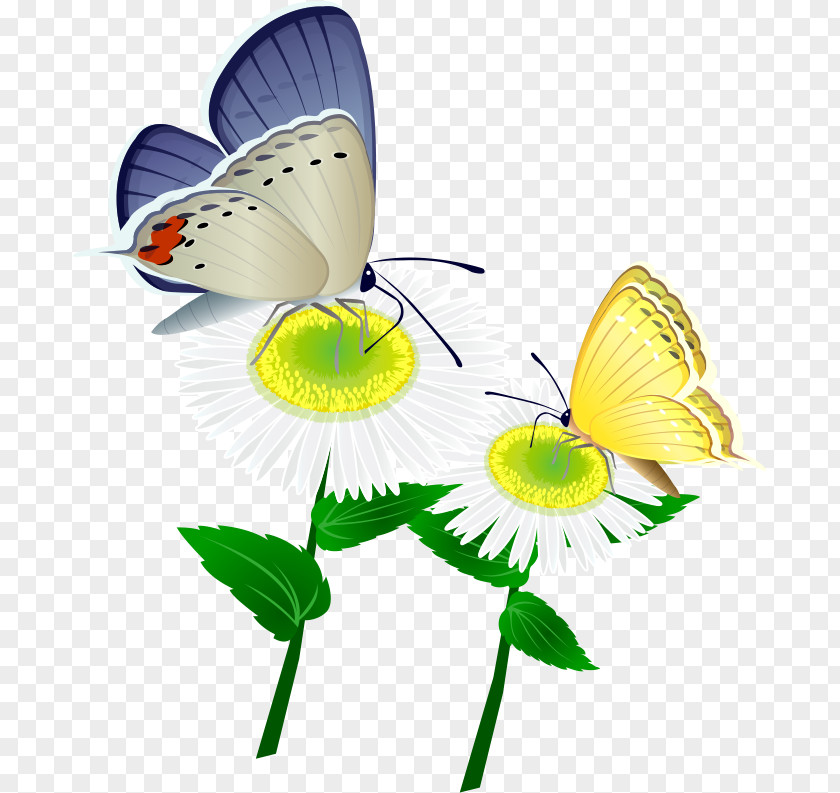 Marguerite Gerbera Daisy PNG