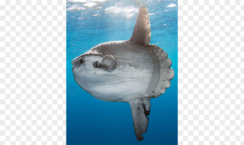 Shark Ocean Sunfish Bony Fishes Sea Lion PNG