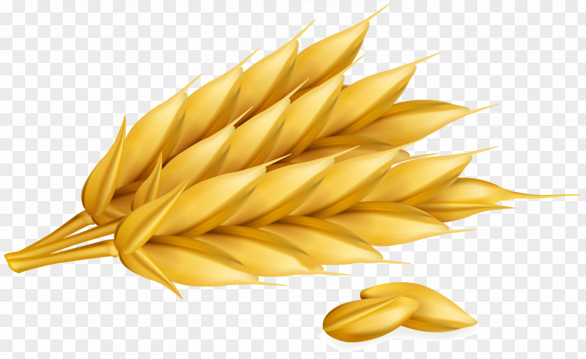 Vector Wheat Cereal Ear PNG