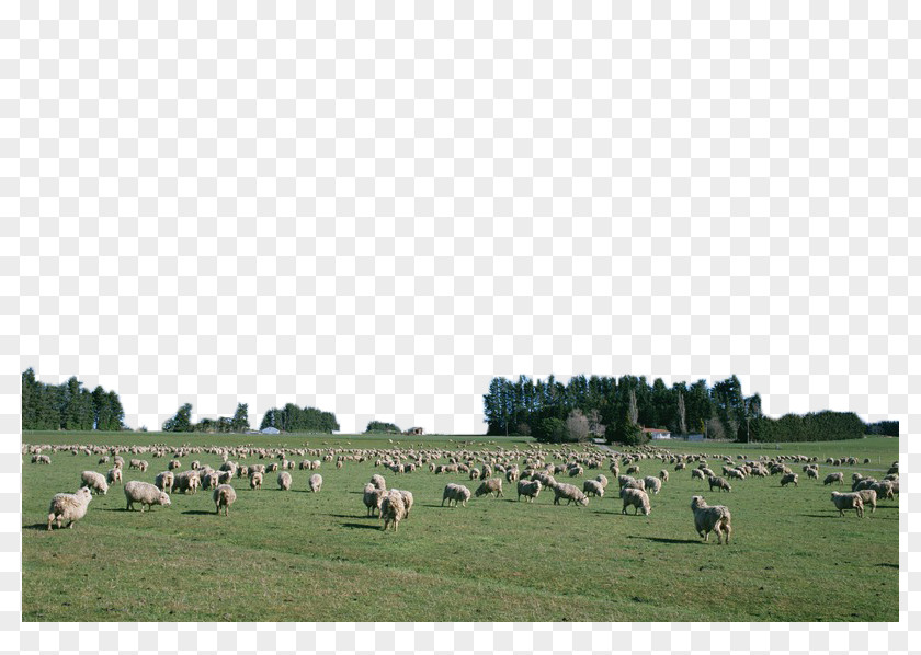 Cattle And Sheep On The Grassland Goat Agriculture PNG