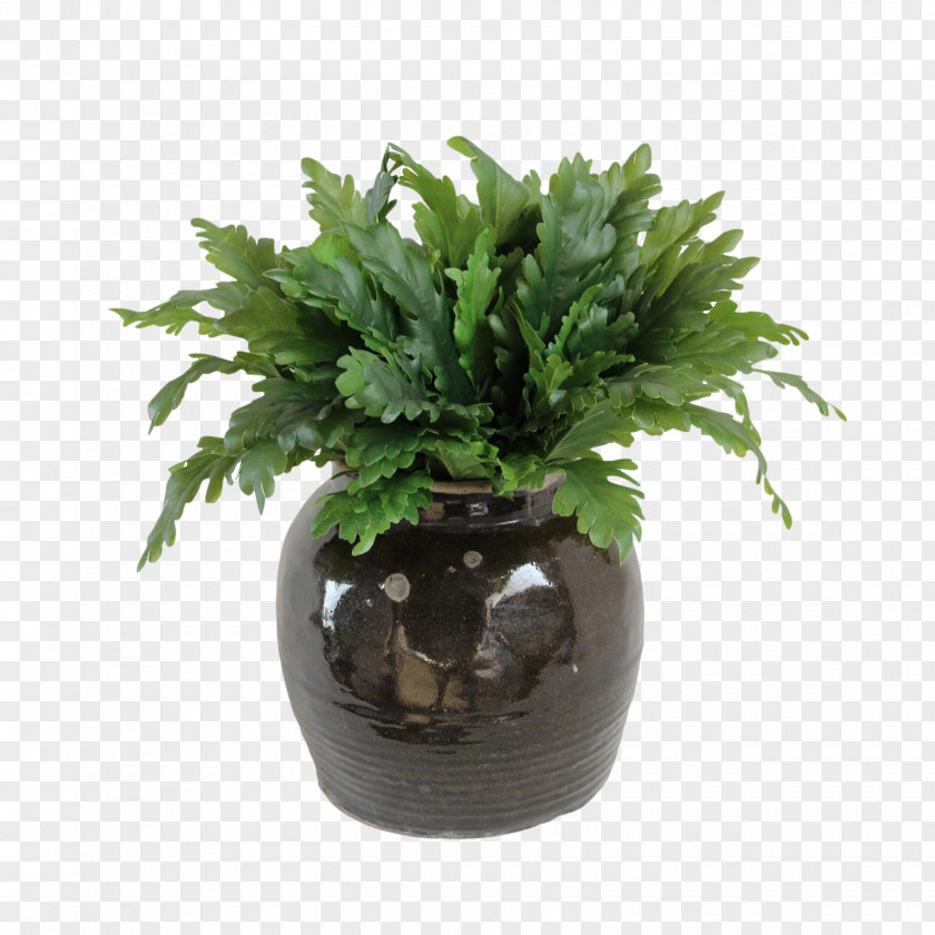 Fern Flowerpot Houseplant Evergreen Tree PNG