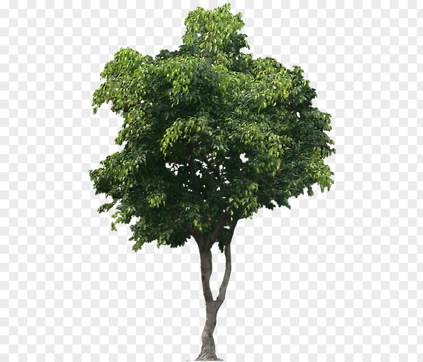 Fig Tree PNG