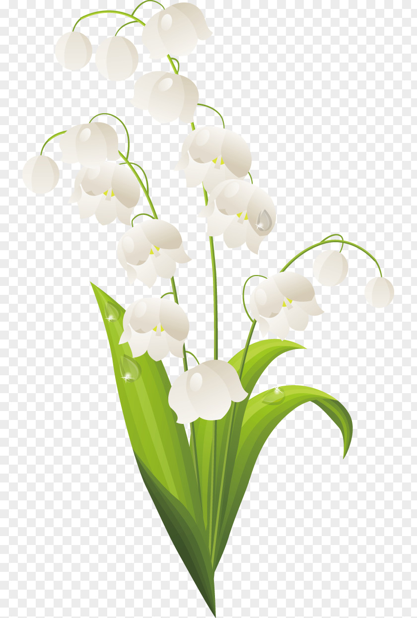 Lily Of The Valley Lilium Drawing PNG