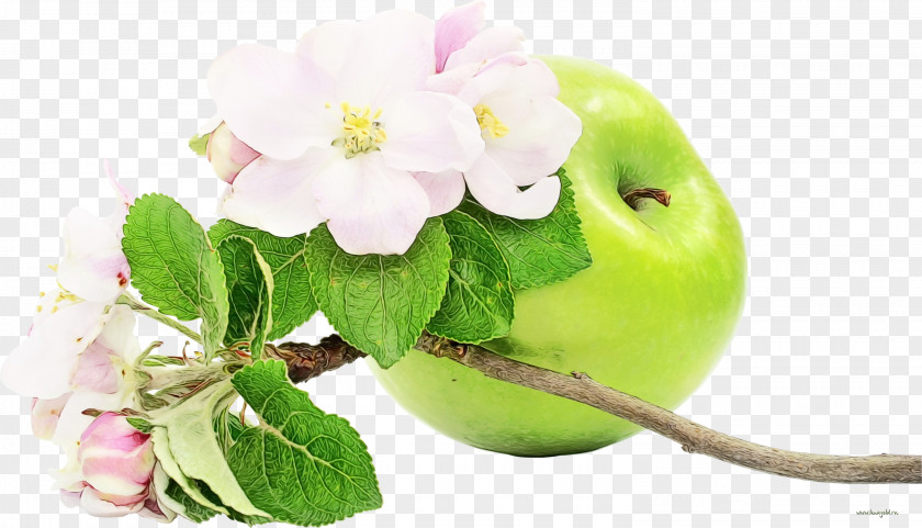 Malus Blossom Flower Plant Pink Apple Leaf PNG