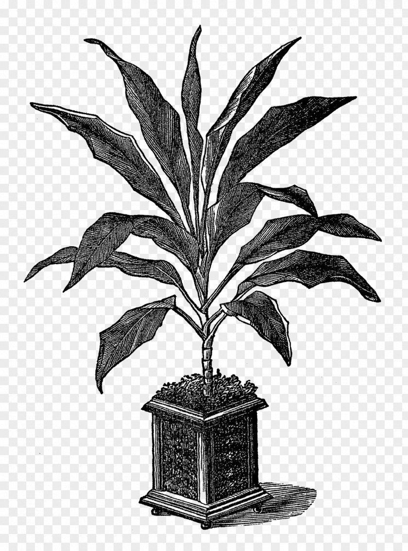 Potted Plant Houseplant Flowerpot Botanical Illustration Botany PNG