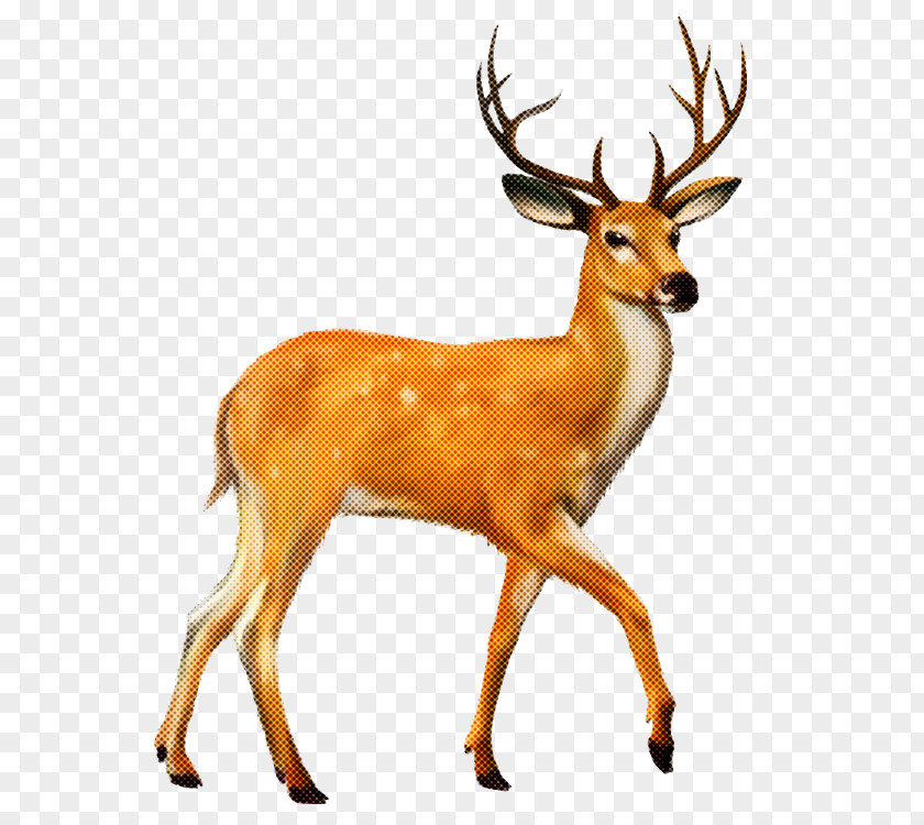 Reindeer PNG