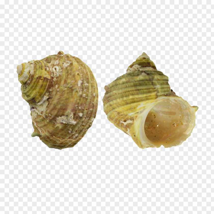 Seashells Seashell Clam Cockle Conchology Shankha PNG