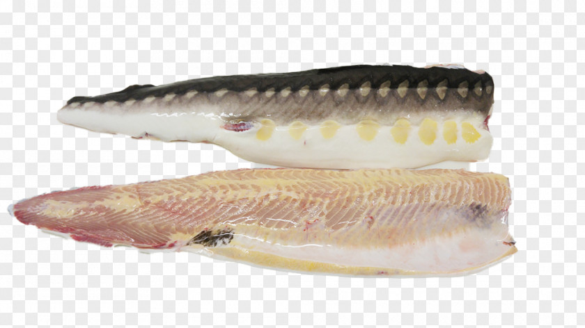 White Sturgeon Shortnose Acadian And Caviar Inc Fillet PNG