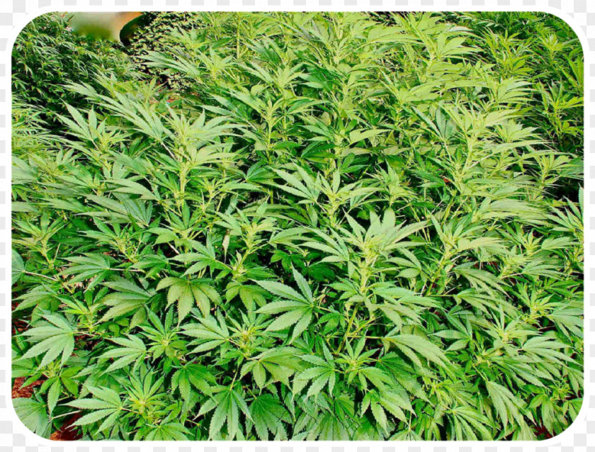 Cannabis Sativa Autoflorecientes Haze Kush PNG