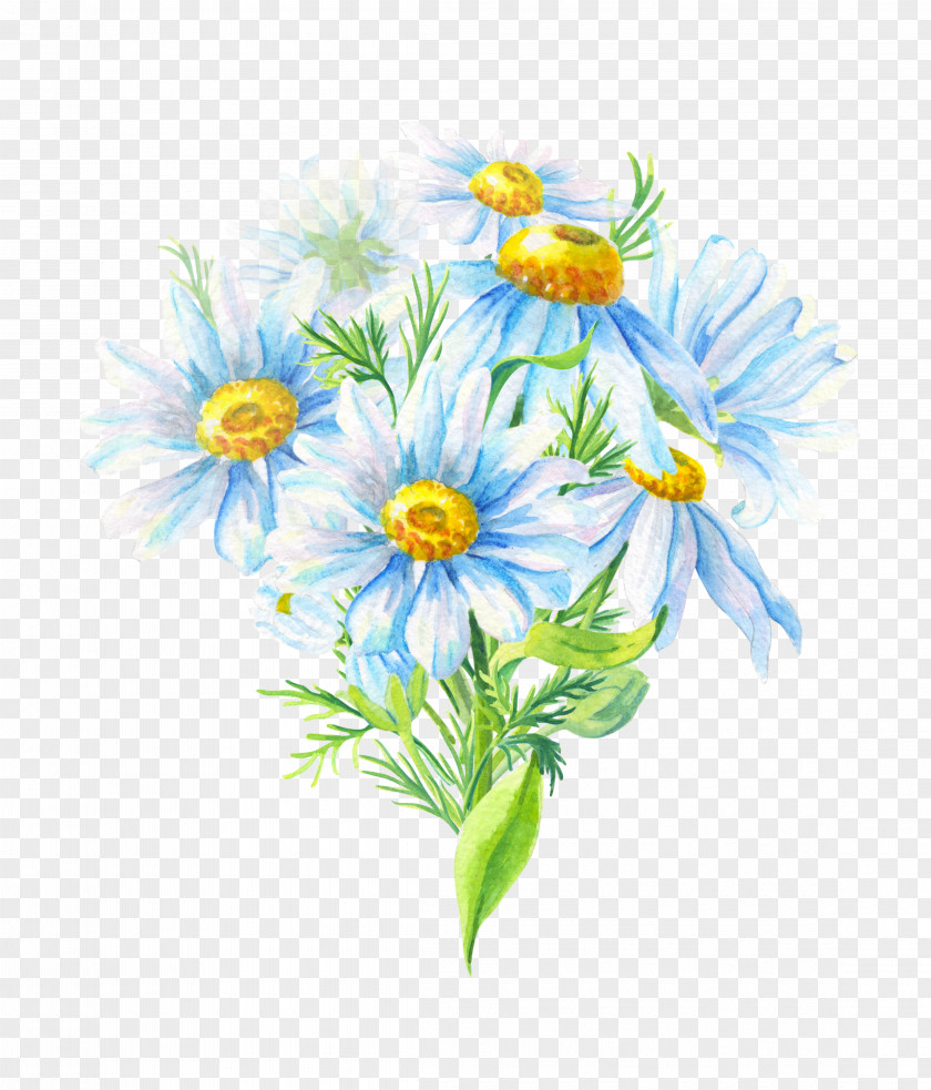 Chrysanthemum Oxeye Daisy Family Roman Chamomile Cut Flowers PNG