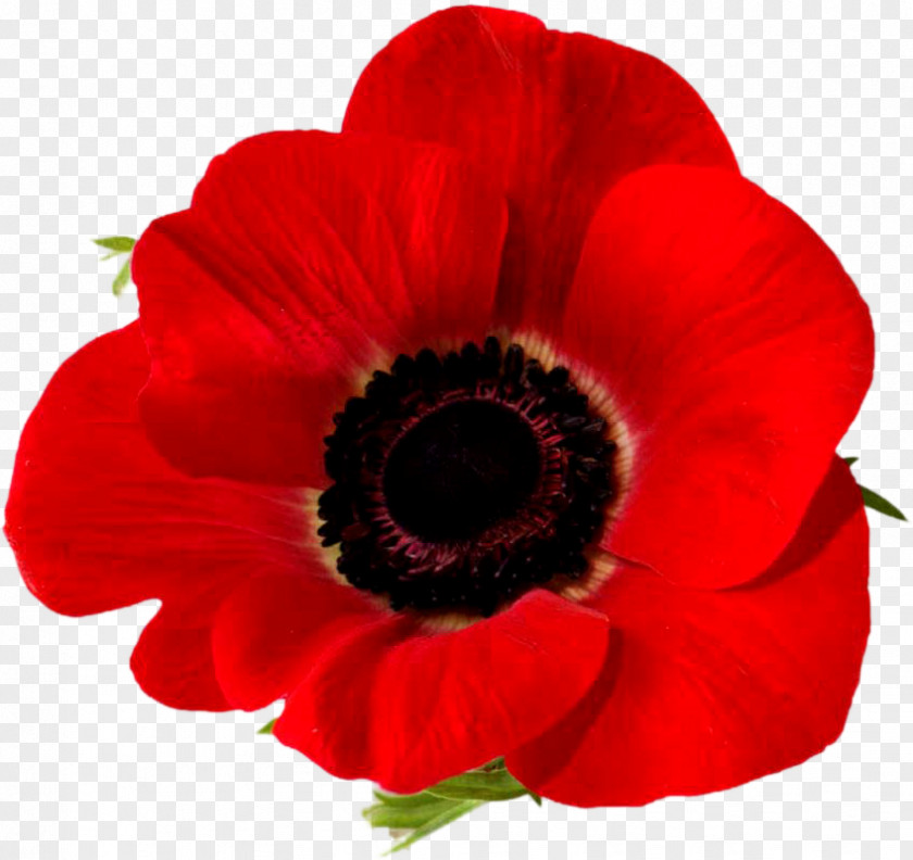 Flower Remembrance Poppy Armistice Day Lest We Forget Common PNG