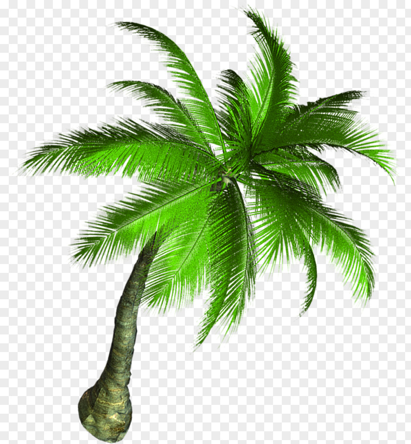 Coconut Tree Asian Palmyra Palm PNG
