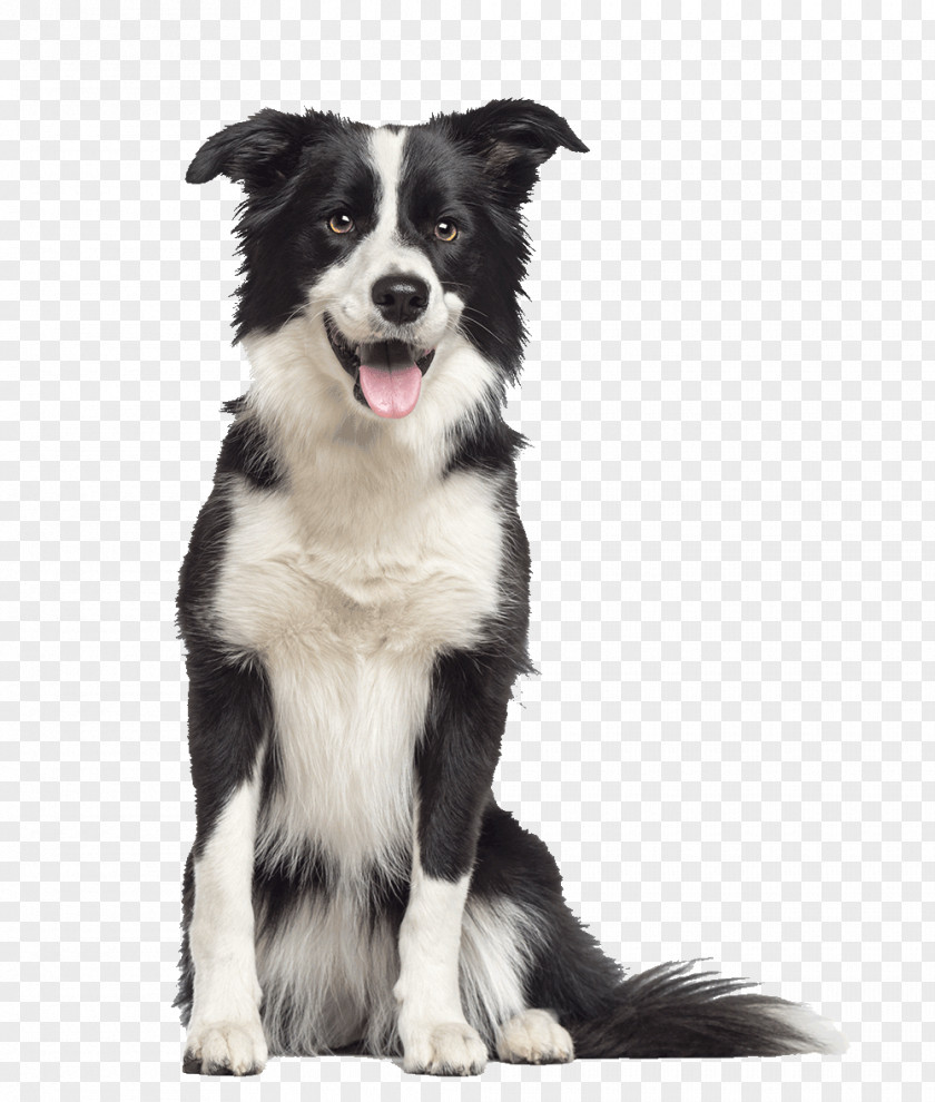 Golden Retriever Border Collie Rough German Shepherd Old English Sheepdog Malinois Dog PNG