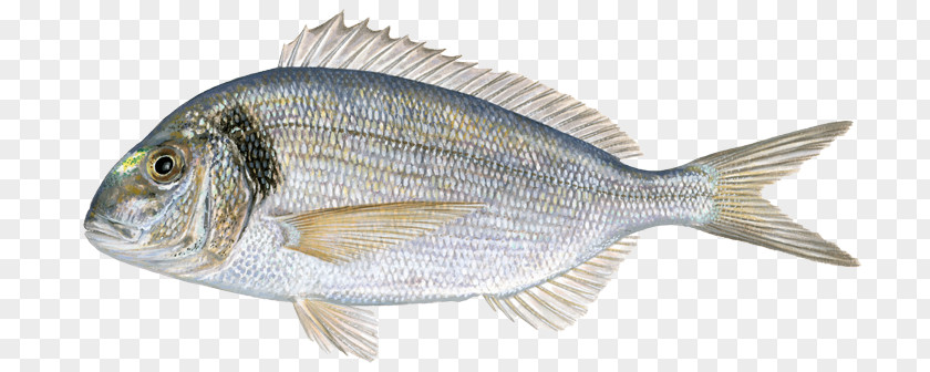 Sea Bream Tilapia Gilt-head Fried Fish PNG