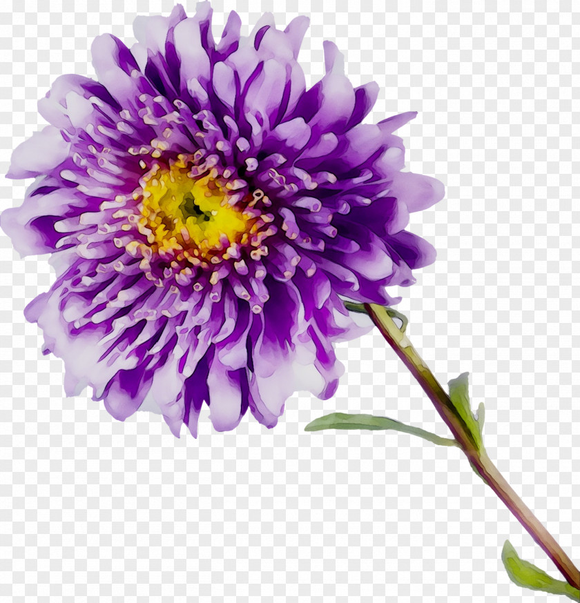 Aster Chrysanthemum Cut Flowers Purple Annual Plant PNG