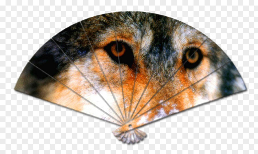 Cat Gray Wolf Animal Snout Proverb PNG