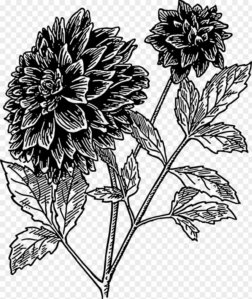 Flower Dahlia Drawing Black And White Clip Art PNG