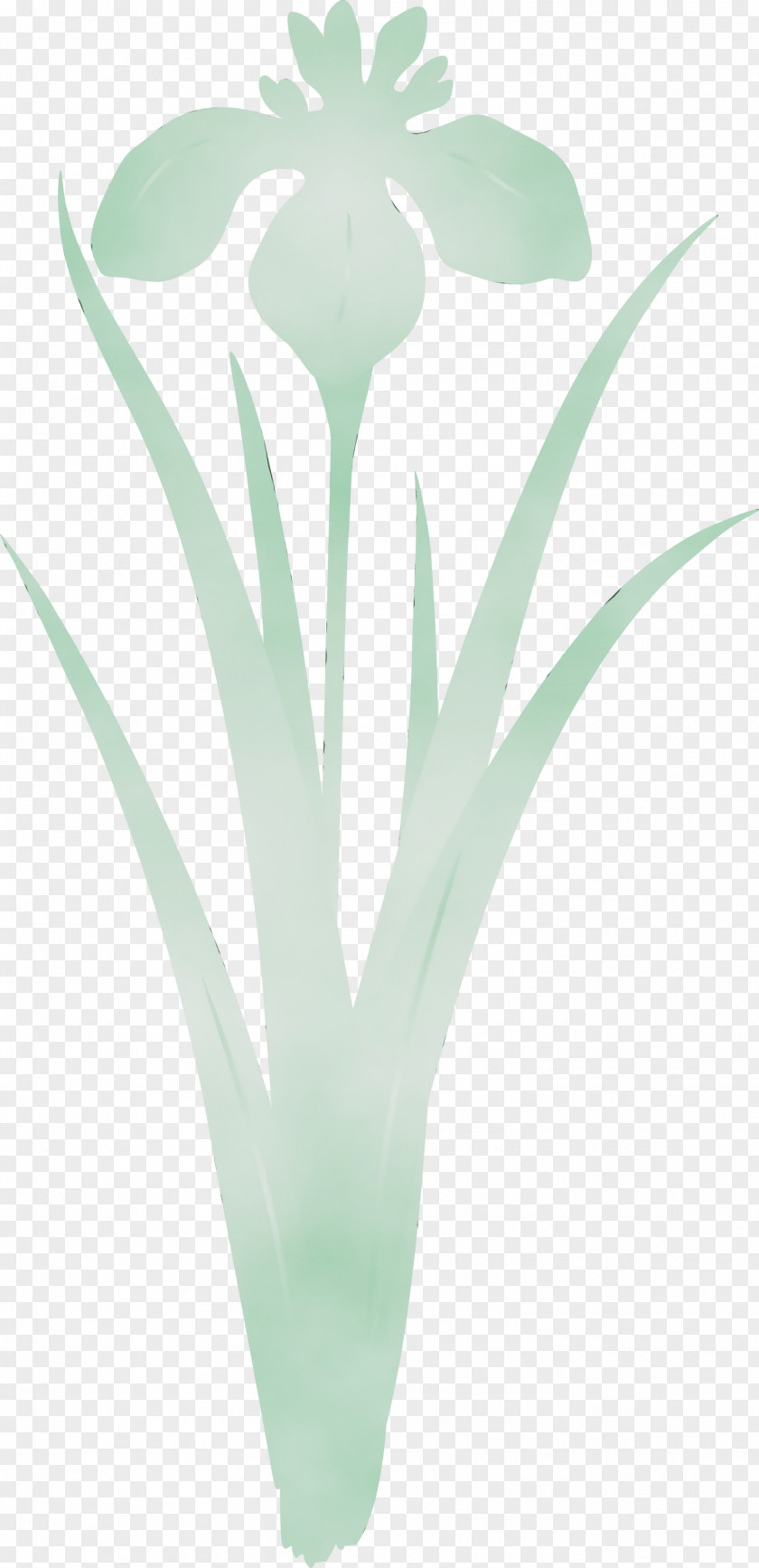 Green Turquoise Flower Plant Leaf PNG